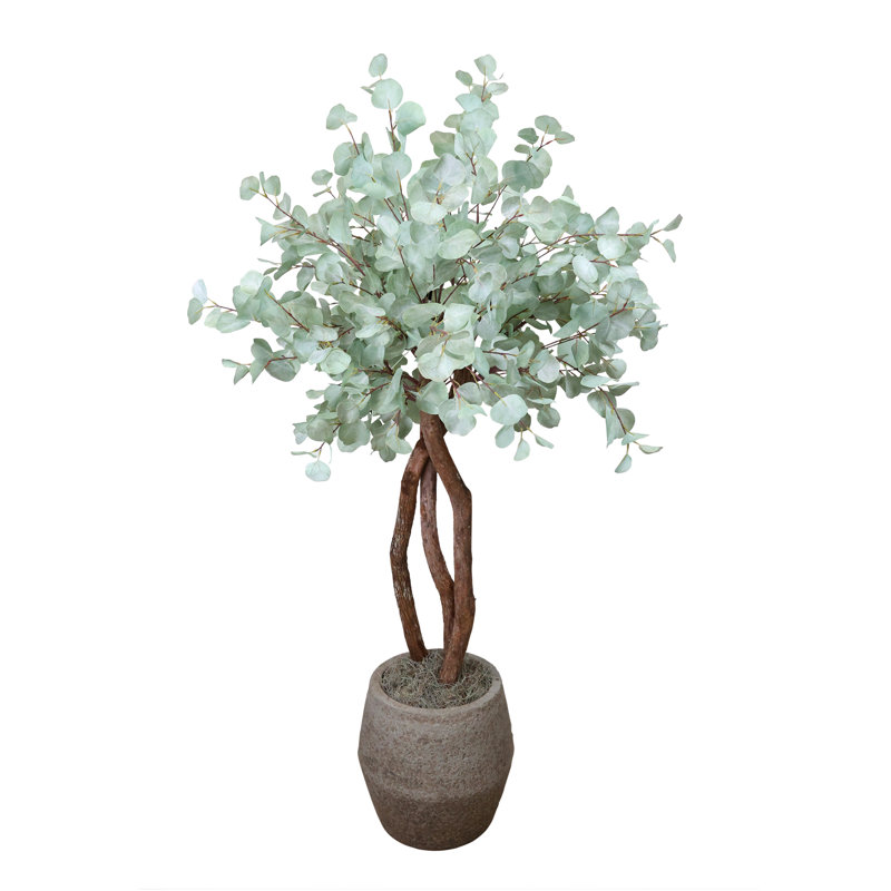 Eucalyptus argenté en pot de pierre
