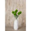 Dianthus Stem-111171130