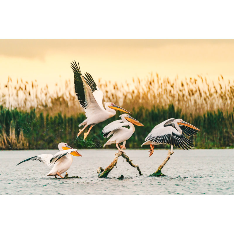 Pelicans In The Danube Delta by Calin Stan - Wrapped Canvas Print, 51cm H x 76cm W