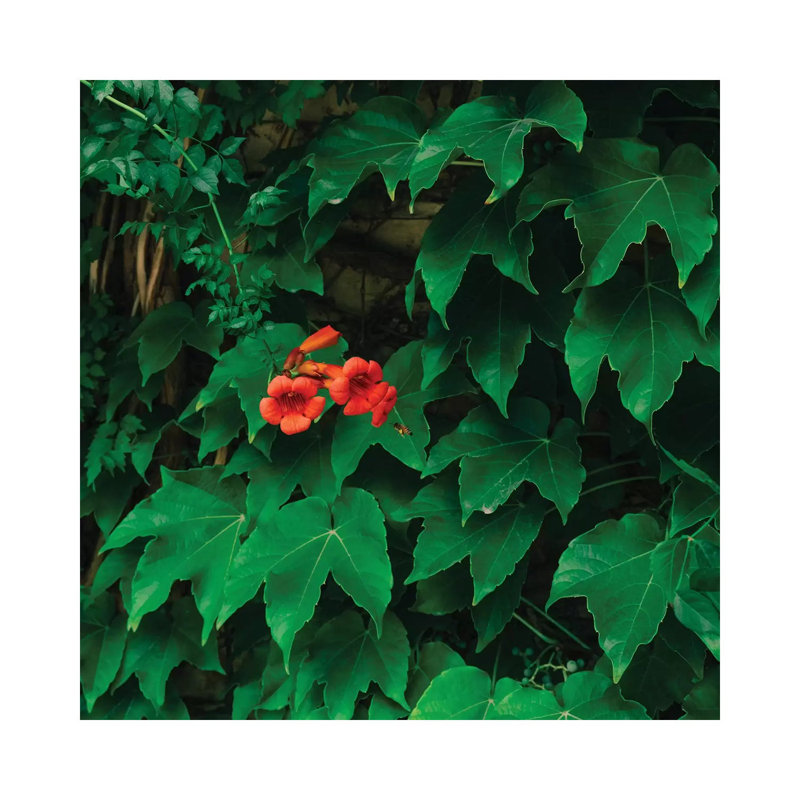 Working Bee by Bethany Young - Print on Canvas, Wrapped Canvas, 30.48cm H x 30.48cm W x 1.91cm D
