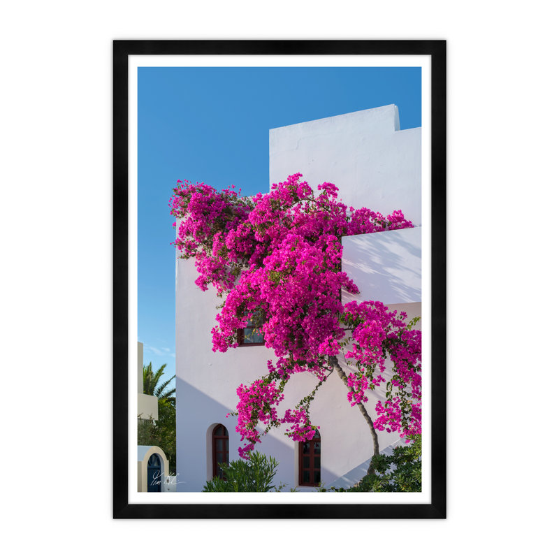 Climbing Bougainvillea I Print by Tim Klein