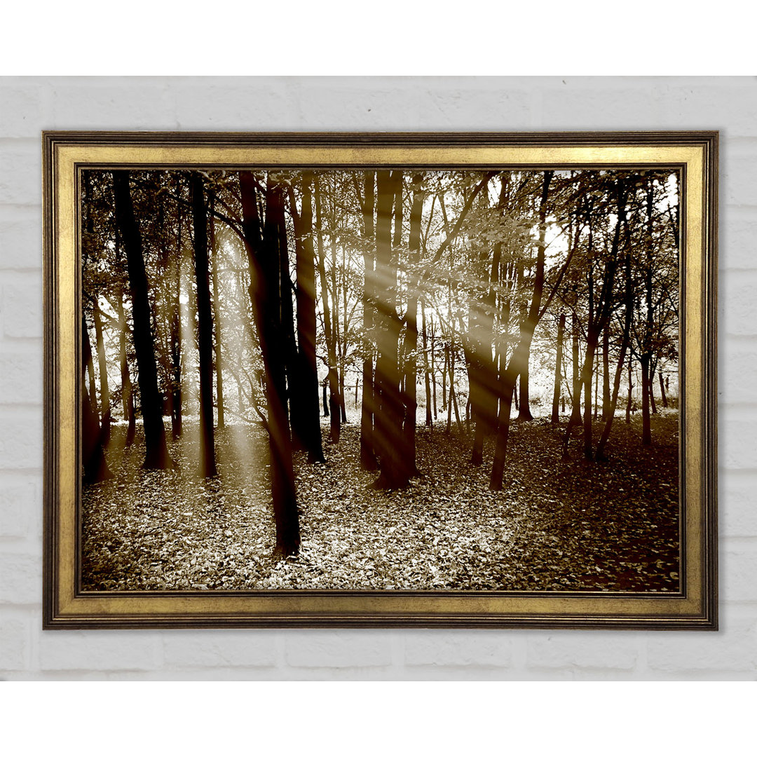 Sun Beams Through The Chocolate Forest - Einzelne Bilderrahmen Kunstdrucke