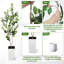 Plant-1167893957-1167893958