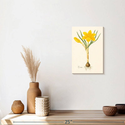 Crocus