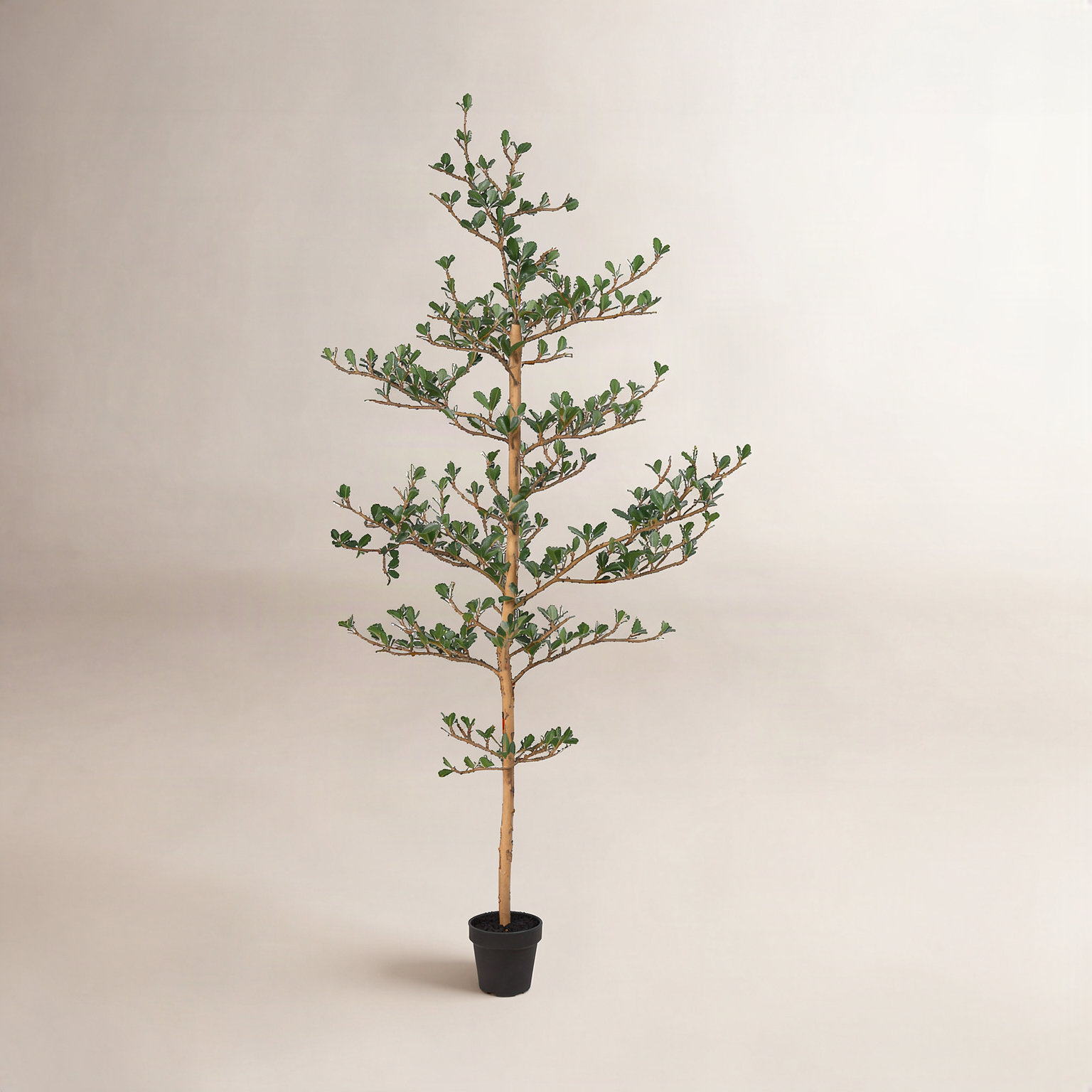 Adcock Olive Tree in Pot, 60" H x 20" W x 20" D