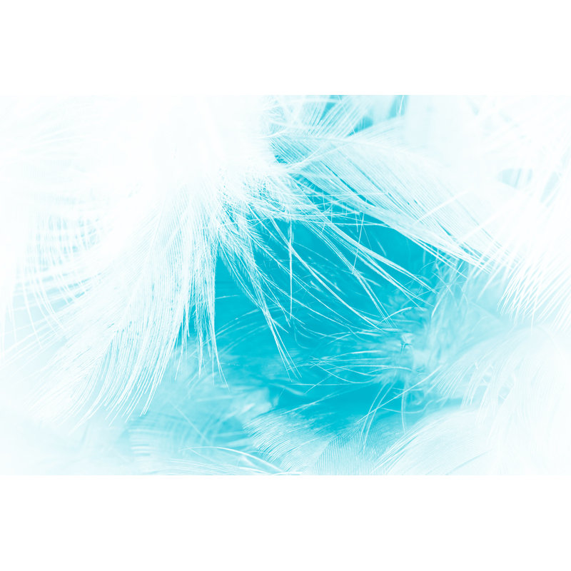 Feather Texture - Wrapped Canvas Print, 81cm H x 122cm W x 3.8cm D
