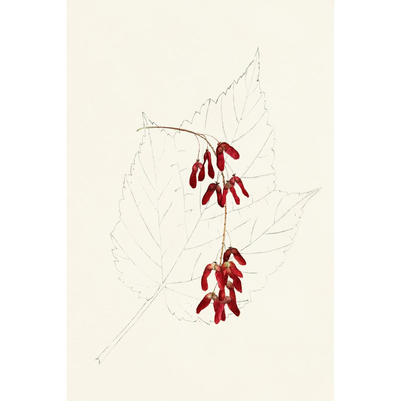Leaf Sketches II - Wrapped Canvas Print, 76cm H x 51cm W