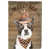 Boston-terrier