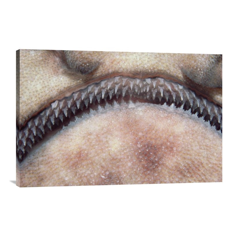 " Swell Shark Close-Up Of Teeth ", 20" H x 30" W, Black Framed