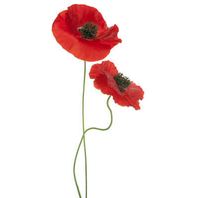 " Poppy "