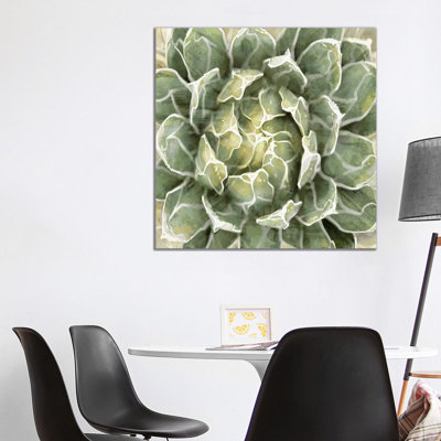 Succulent VII 1 Piece Wrapped Canvas Painting