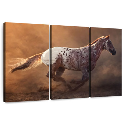Brampt Fast Appaloosa Horse