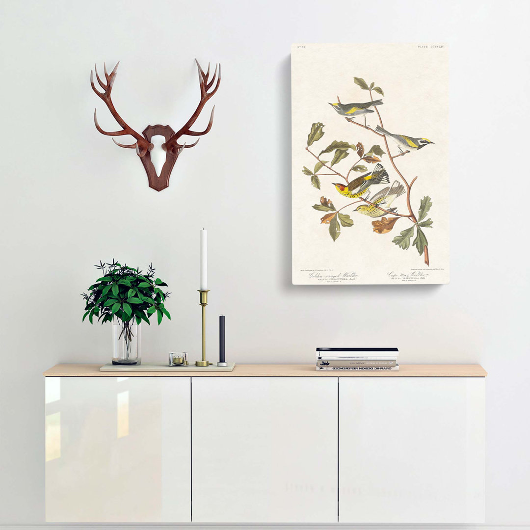 Warbler Birds by John Audubon - Wrapped Canvas Painting