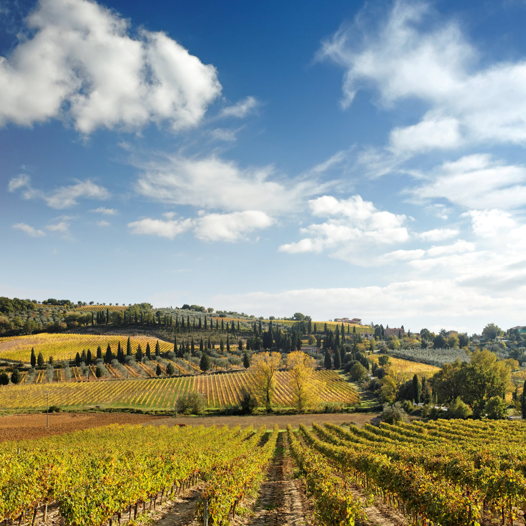 Toskanische Landschaft mit Weinbergen