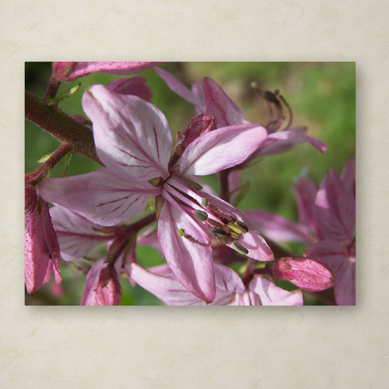 Monica Fleet Pink Floral Canvas Art with Hidden Frame