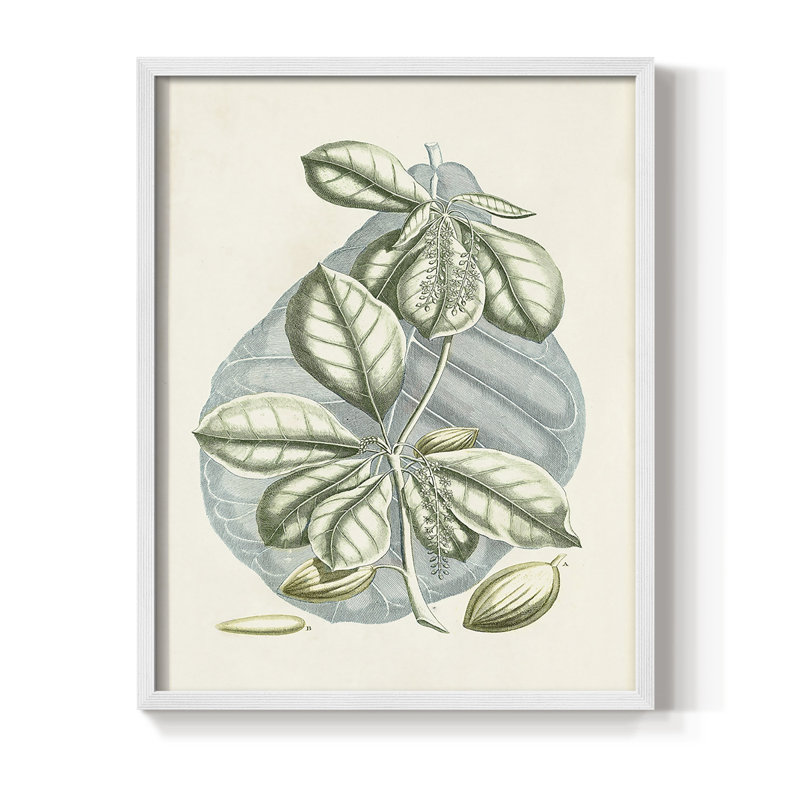 Impression encadrée Buchoz Tropicals VI - bois massif, Blanc, H 10 po x l 8 po
