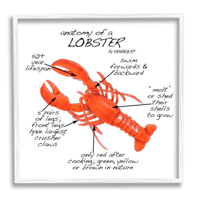 «Lobster Anatomy Nautical Sea Life», giclée, art texturé par vaisselle