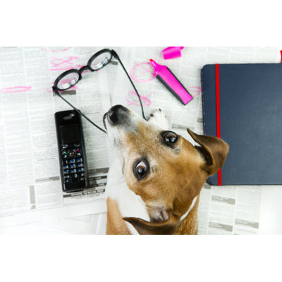 Dog 1 Piece Wrapped Canvas Wall Art