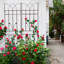 Treillis polyvalent en métal pour les plantes d'extérieur, rehaussant la beauté du jardin-779805478