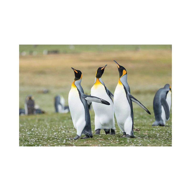 Courtship Display. King Penguin On Falkland Islands. 1 Piece Wrapped Canvas Wall Art, 20.32 cm H x 30.48 cm W