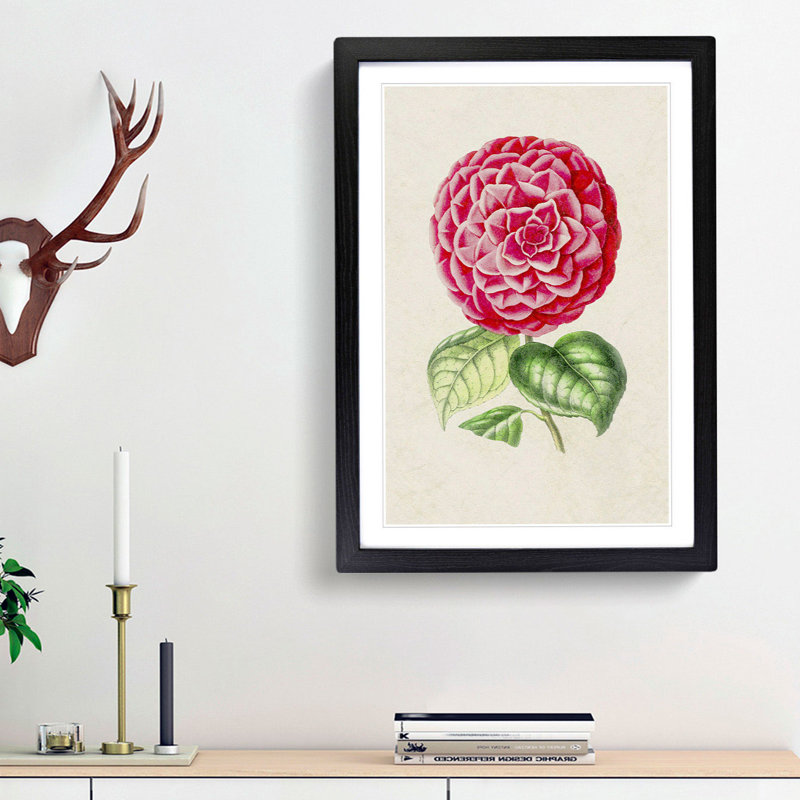 Bright Pink Camellia Flower Illustration - Picture Frame Painting Print, 48cm H x 36cm W x 2cm D, Black Framed