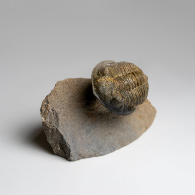 Cloche Or Water Globe