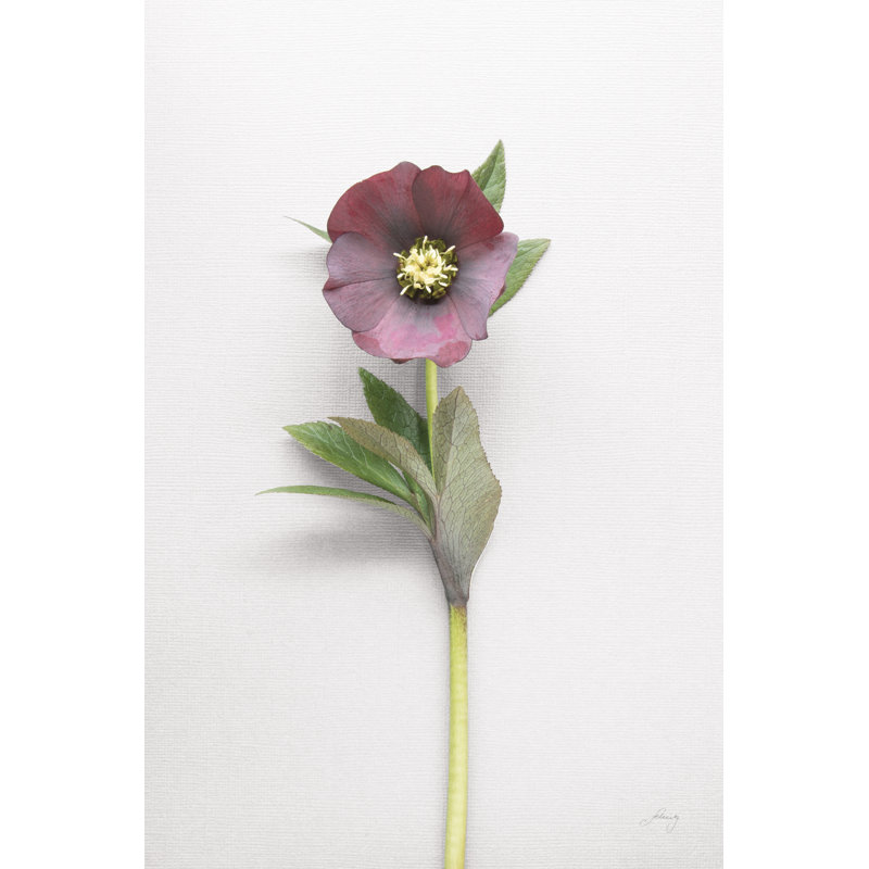 Hellebore Study VI, H 12 po x l 8 po x P 1,25 po