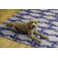 Tapis ivoire et bleu lavable à la machine Fiennes-527003877