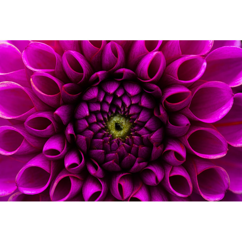 Dahlia Flower Background by Jasmina007, 8" H x 12" W