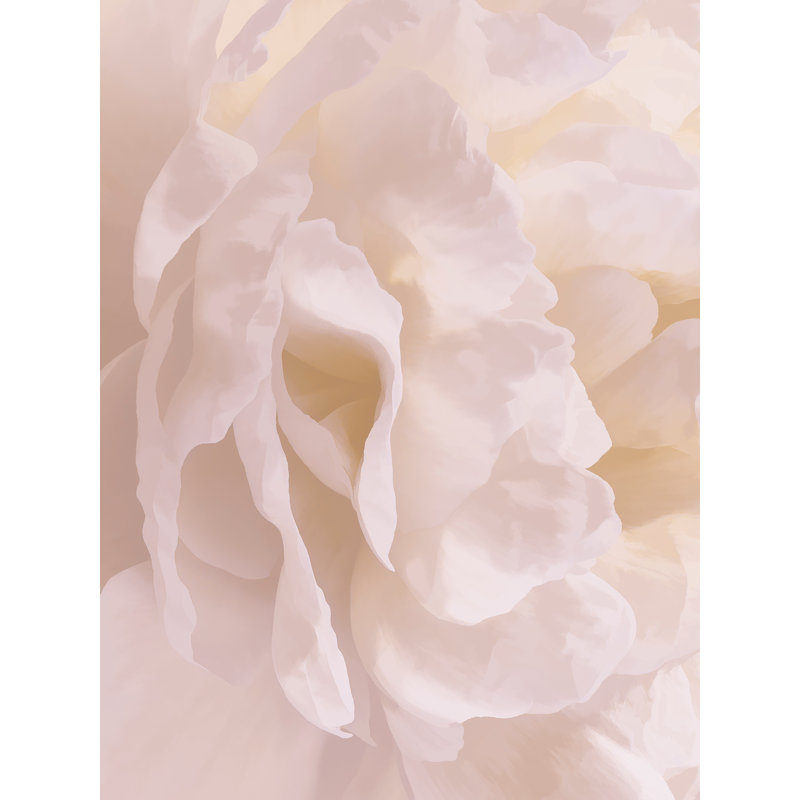 Pivoine et cràme II par David Pollard, H 40 po x l 30 po