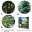 Green Pine Tree Emerald Symphony - impression-126303370-126303373