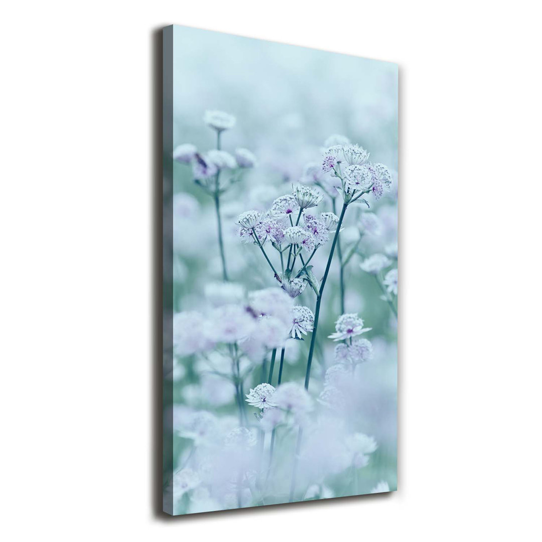 Astrantia - Kunstdrucke auf Leinwand - Wrapped Canvas