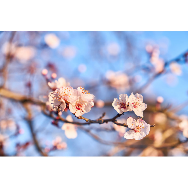 Fleurs d'amandier - Photographie sur toile tendue, H 20 po x l 30 po