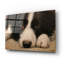 «Border Collie Love» par John Silver-614765563