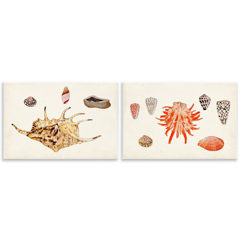 «Antique Shell Anthology», ensemble de 2 plaques murales par Vision Studio, H 10 po x l 15 po