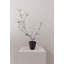 Inka Planter-993621637-993621638