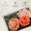 Roses hybrides orange Harnek-107687384