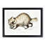 Racoon-Faced Dog by John Edward Gray - Picture Frame Painting Print-55765413-55765415