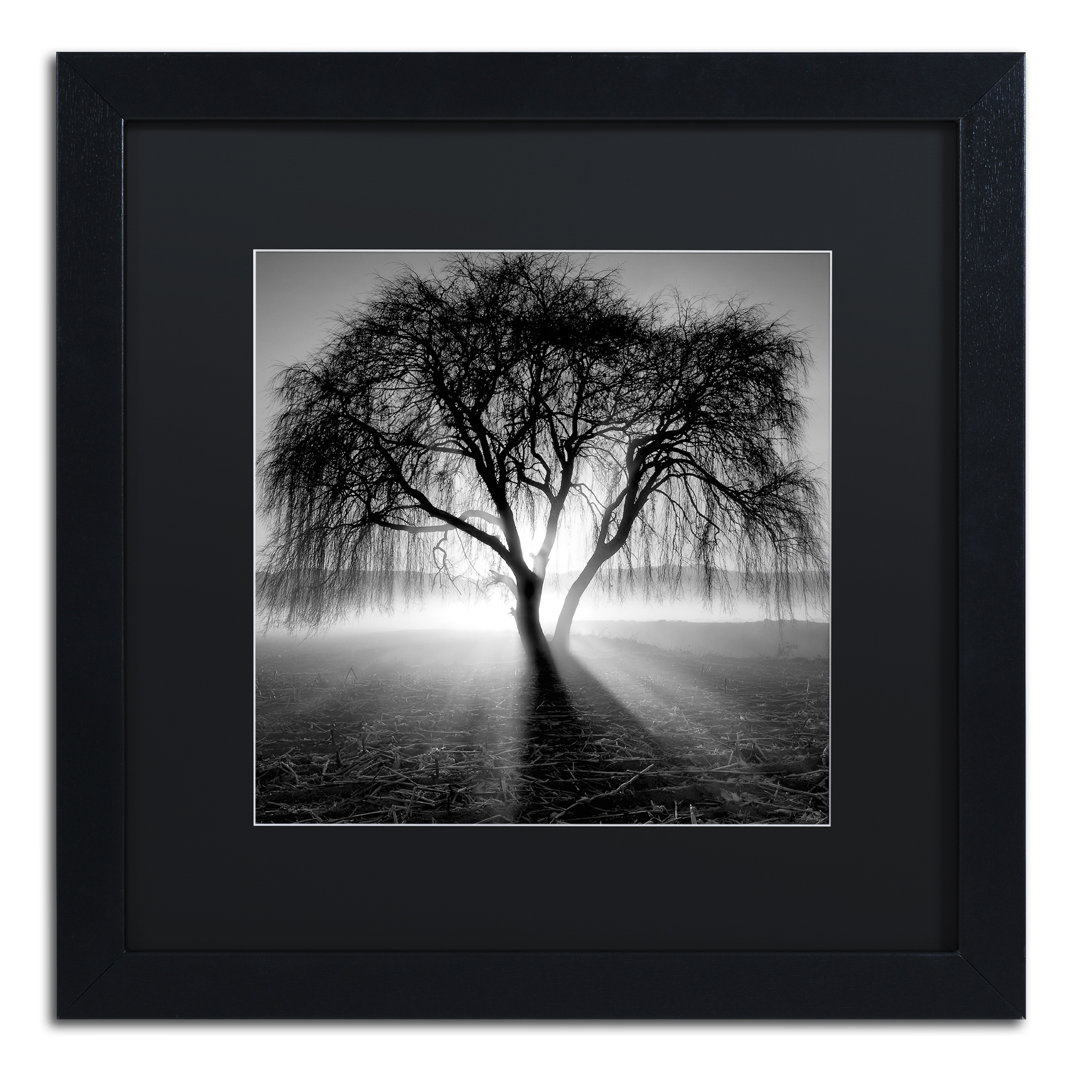 "Lightning Tree I" by Moises Levy Framed Photographic Print Ebern Designs 