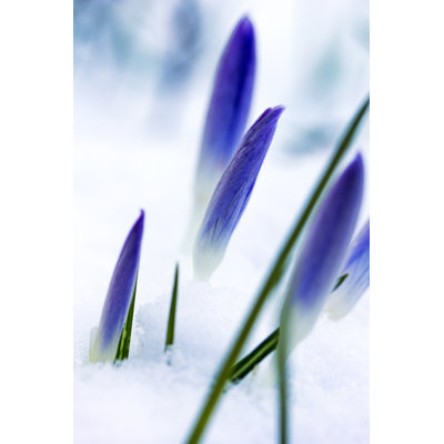 Hope by Greenfinger - Wrapped Canvas Print
