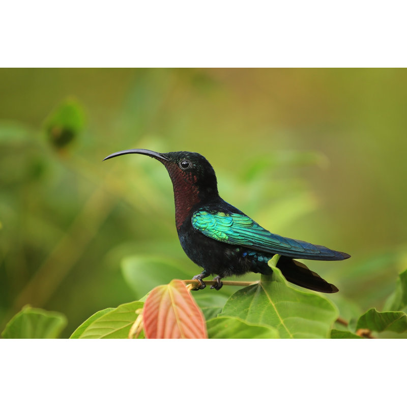 Colibri - photographie sur toile tendue, L 18 po x H 12 po
