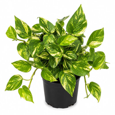Hawaiian Pothos - Single - 6 Inch Pot - Epipremnum Aureum