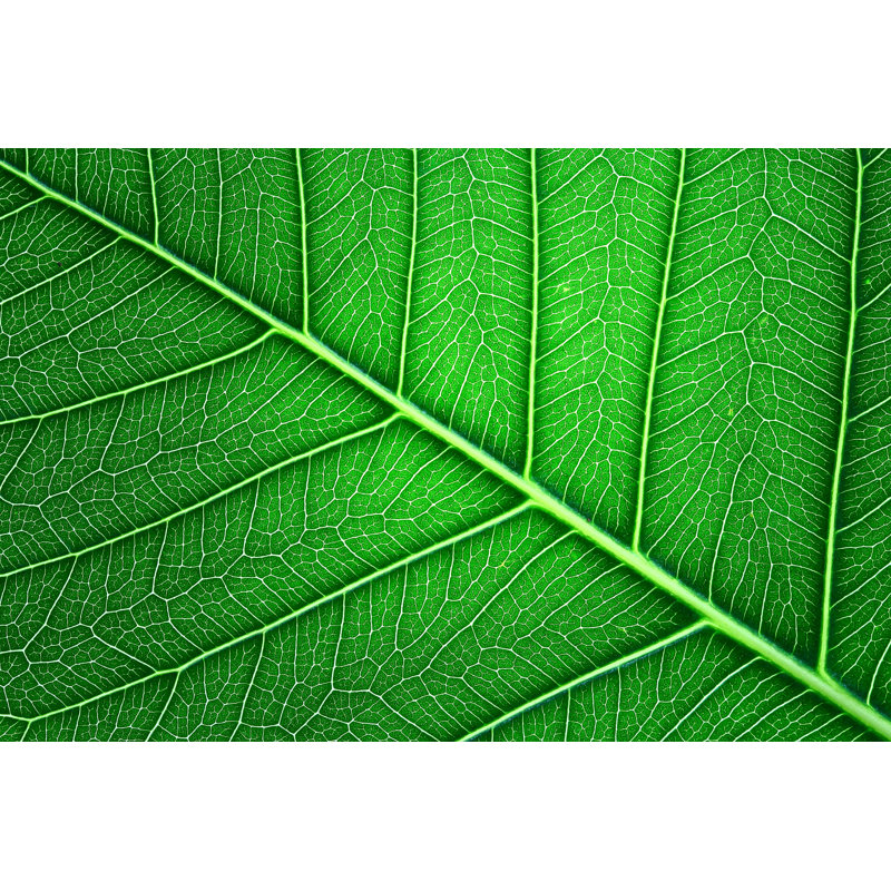 Pho Leaf - Photographie sur toile tendue, H 8 po x l 12 po