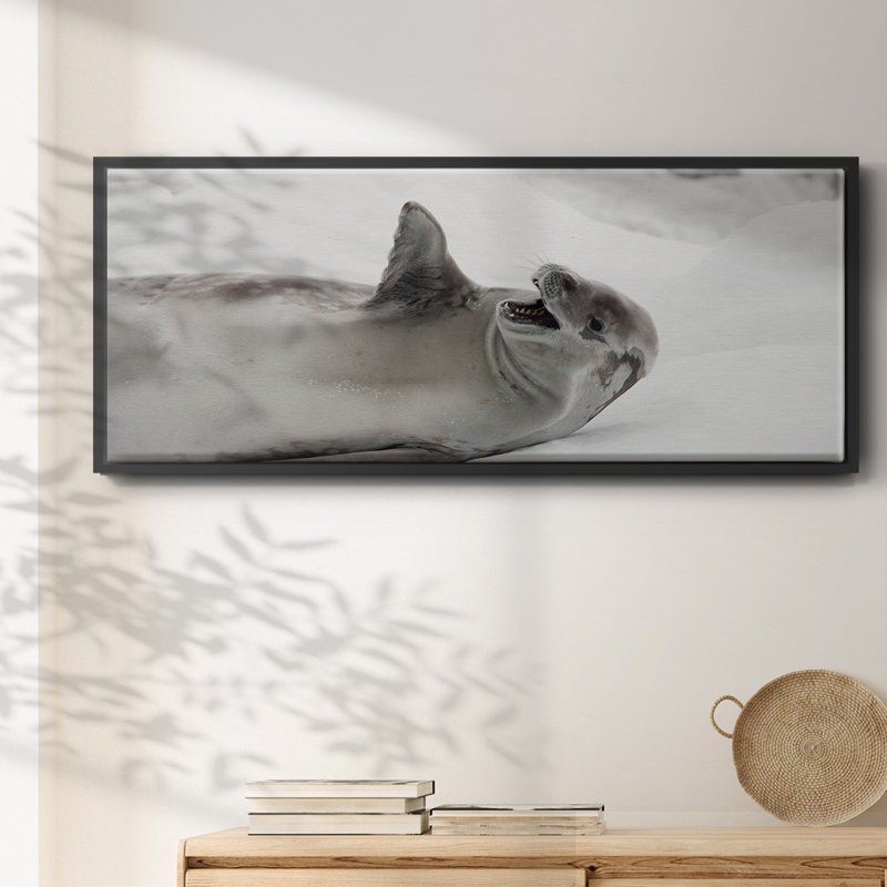 «Laughing Seal» - Toile encadrée, H 20 po x l 50 po