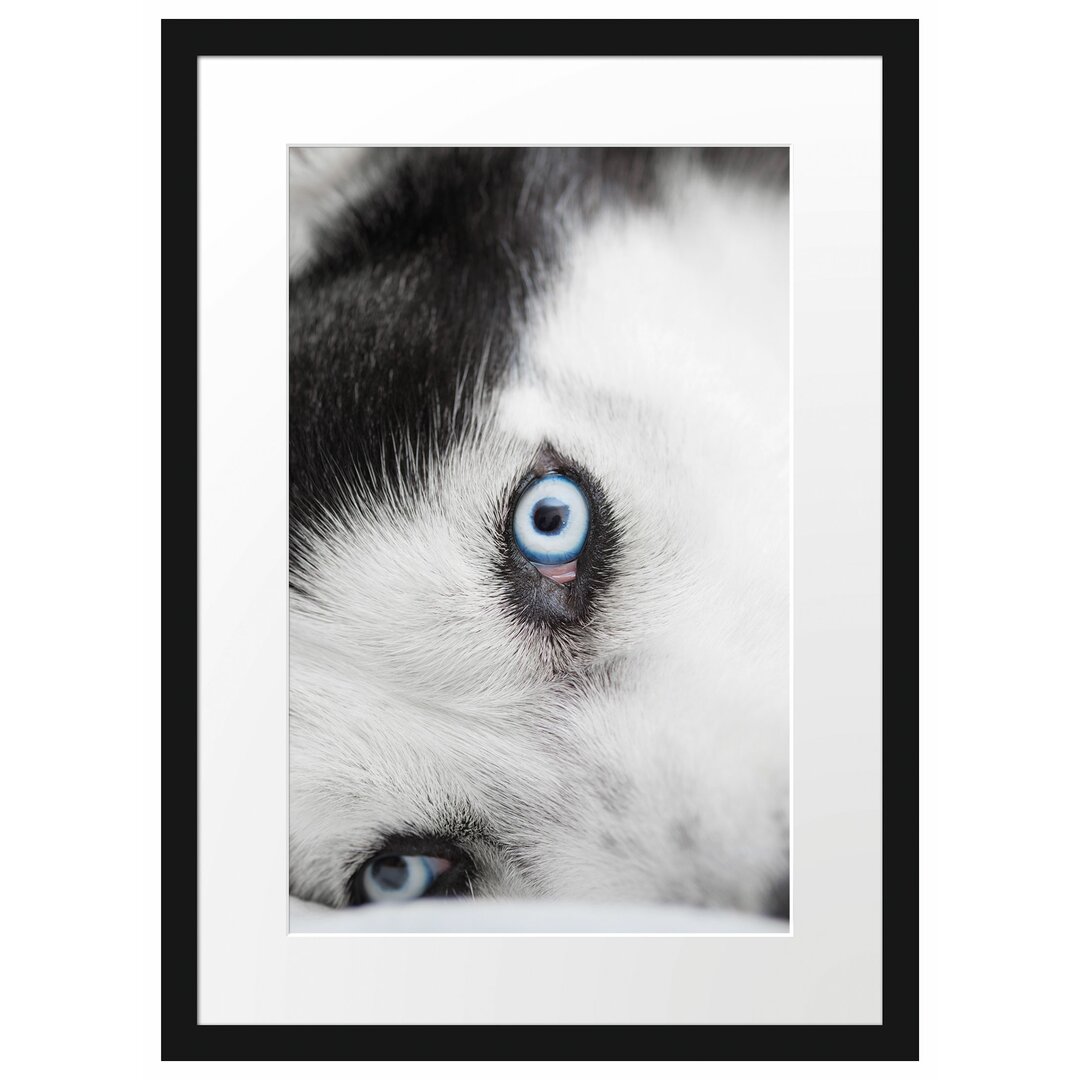 Gerahmtes Poster Husky mit Eisblauen Augen