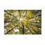 Autumn Wood Print by Nathan Secker-26775150-26775154