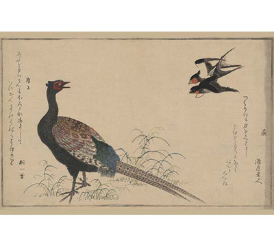 " Pheasant "