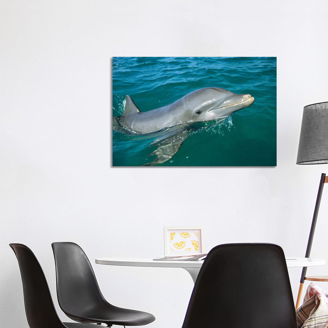 Bottlenose Dolphin Surfacing, Honduras by Konrad Wothe - Wrapped Canvas Print