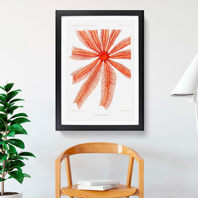 Starfish by Albert I - Framed Print, 36cm H x 27cm W x 2cm D, Black Framed