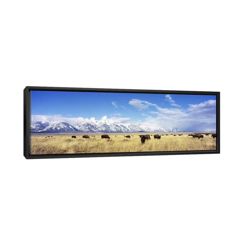 «Panoramic Bison Herd», parc national de Grand Teton, Wyoming, reproduction de photo sur toile, H 16 po x l 48 po x P 1,5 po